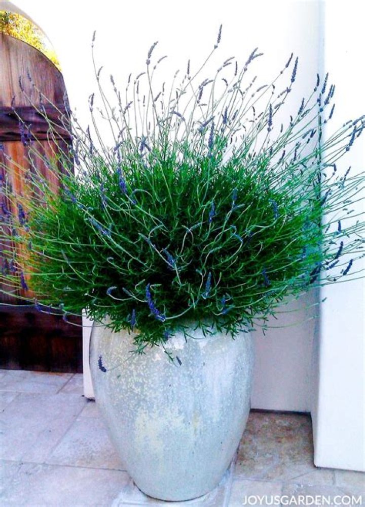 Does lavender grow well in pots?