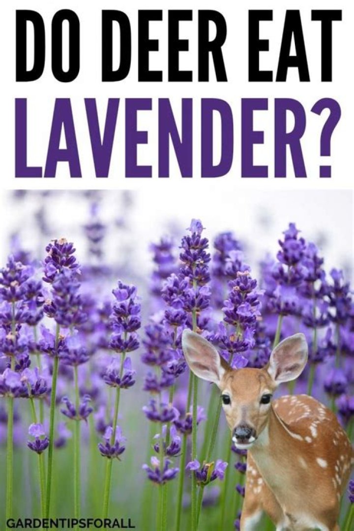Does lavender keep deer away?
