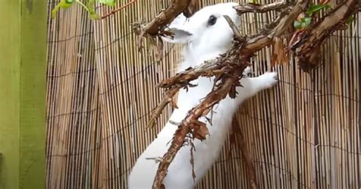 Does my rabbit trust me?