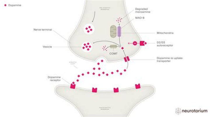 Does praying release dopamine?
