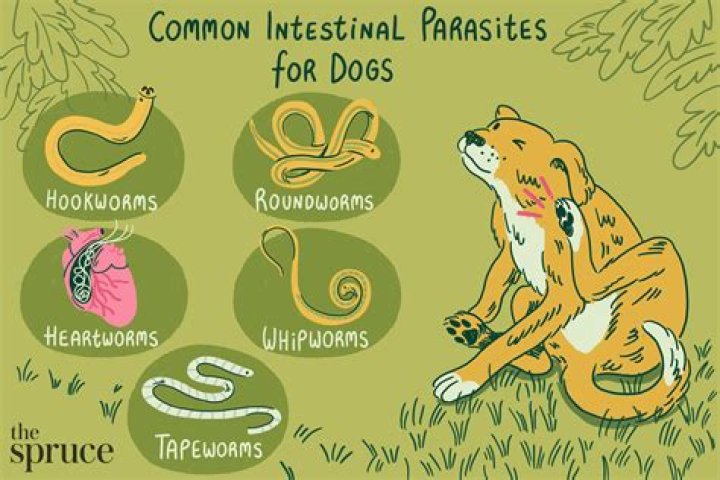 How are parasites treated in dogs?