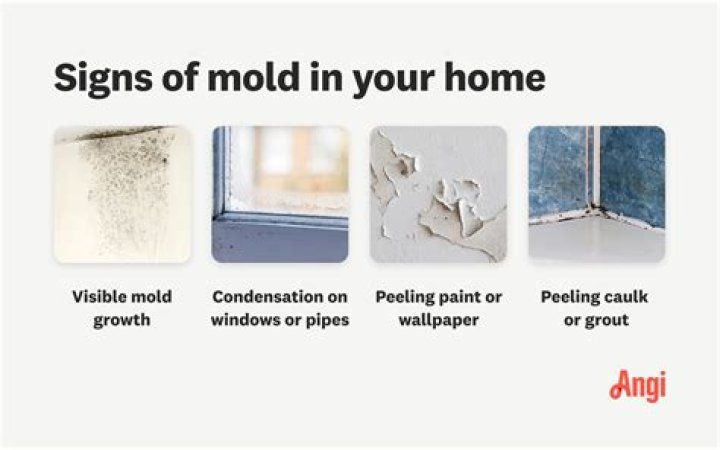 How can I make my house mold free?