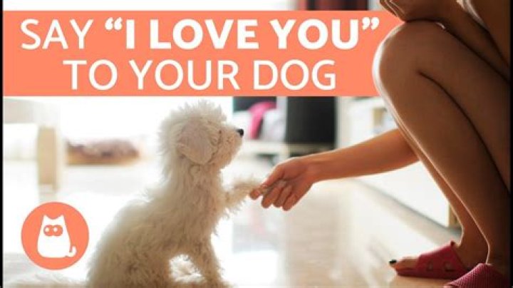 How can you tell your dog that you love them?