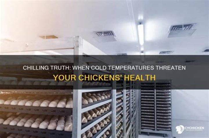 How cold is too cold for a chicken?