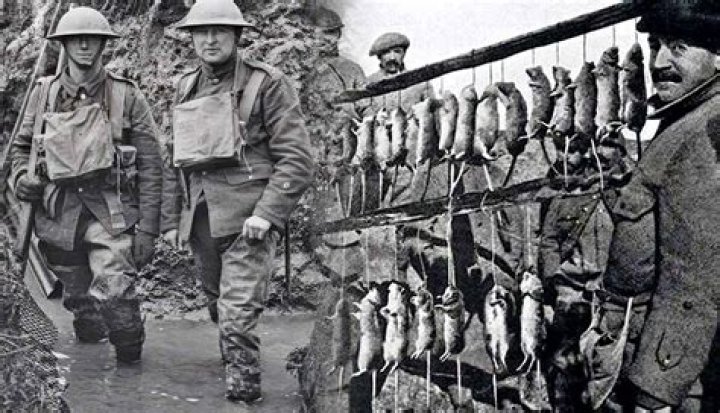 How did the soldiers get rid of the rats in ww1?