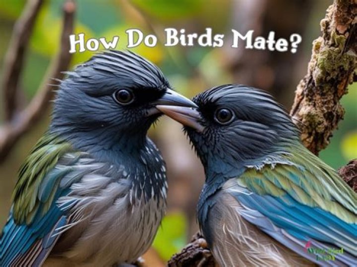 How do birds choose their Favourite person?