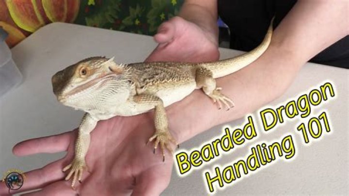 How do I discipline my bearded dragon?