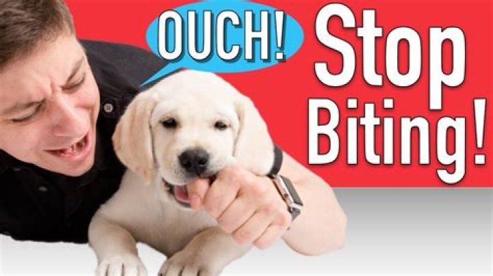 How do I get my 6 month old dog to stop biting?