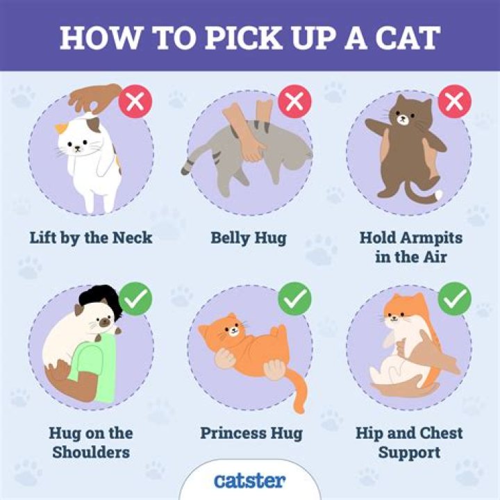 How do I get my cat to tolerate being held?