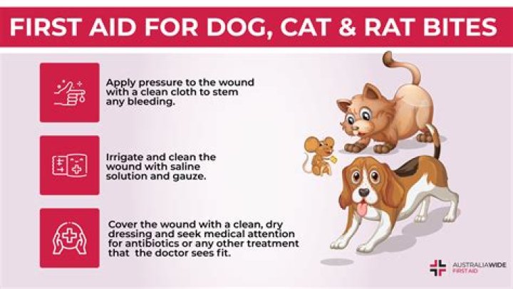 How do I know if an animal died in my wall?
