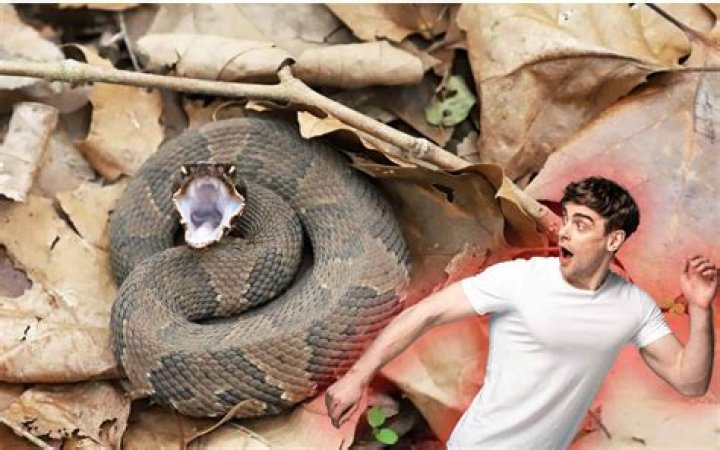How do you deal with a snake in the grass at work?