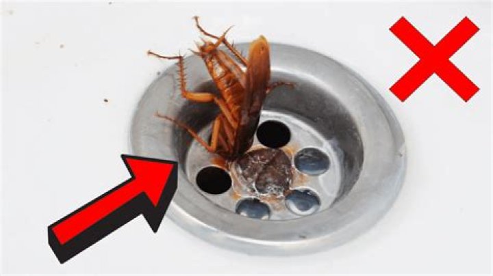How do you keep roaches from coming up your vents?