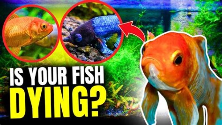 How do you know if your fish are happy?