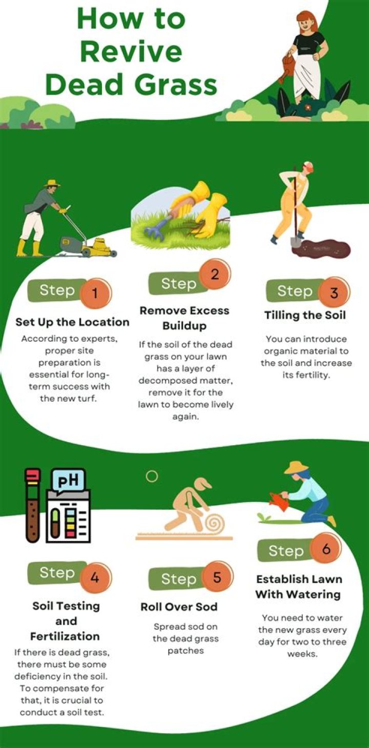 How do you revive dead grass quickly?