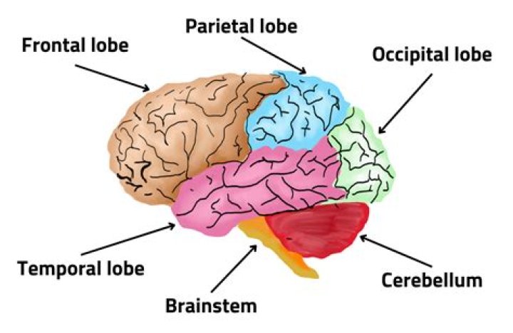How does the brain know its pain?