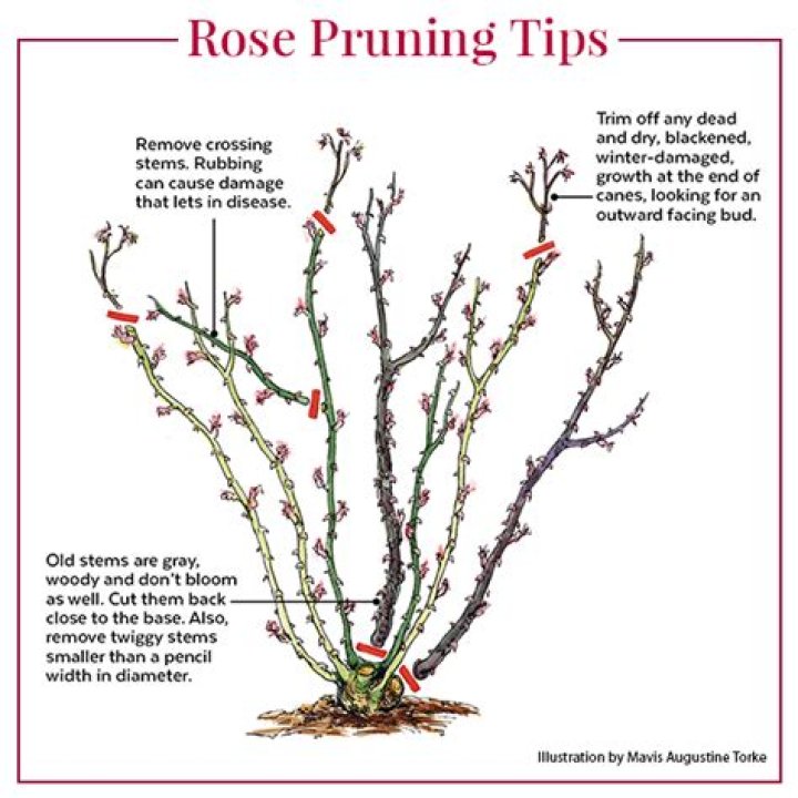 How hard can I prune an old rose?