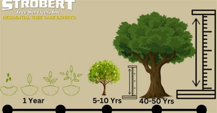 How long can a tree survive out of the ground?