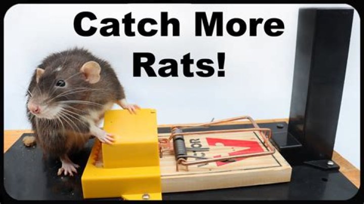 How long does it take for a rat trap to work?