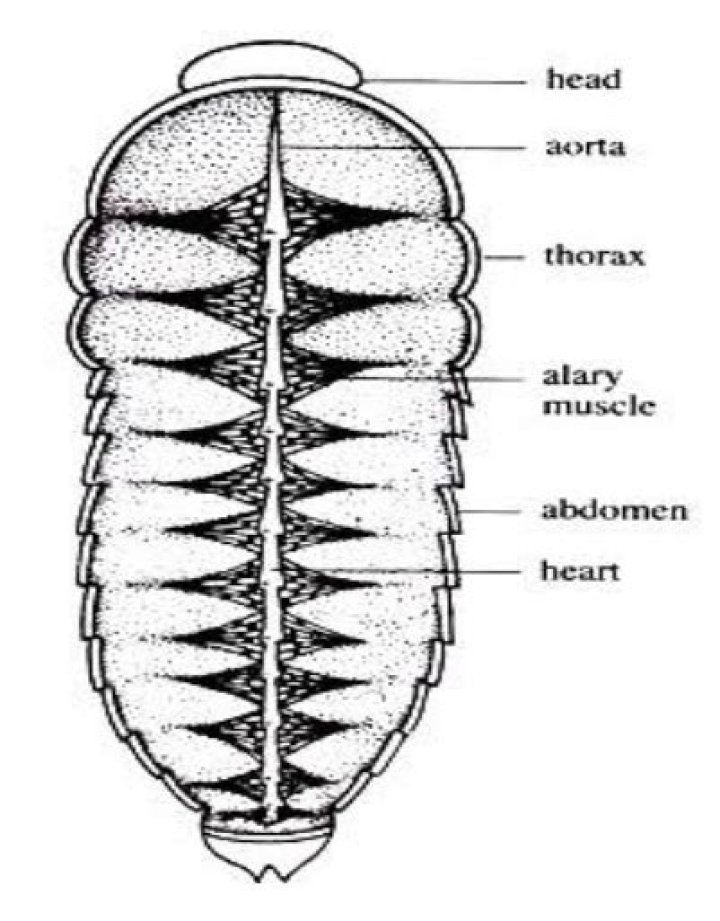 How many hearts does a cockroach have?