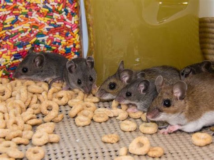 How many mice are normally in a nest?