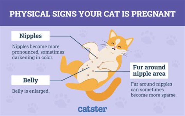 How many months are cats pregnant?