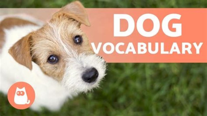 How many words do dogs understand?
