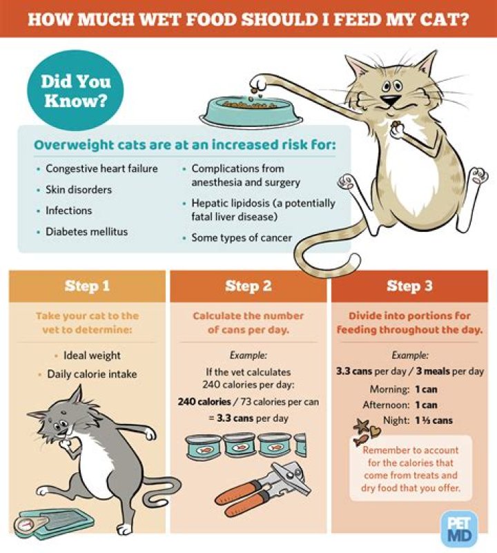 How much should u feed a cat?