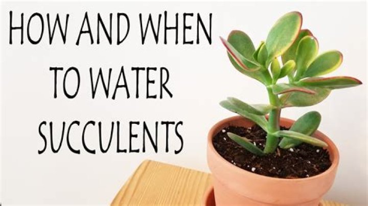 How often should I water succulents?