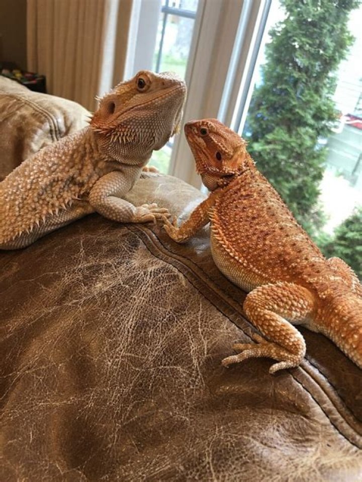 How often should you spray a bearded dragon?