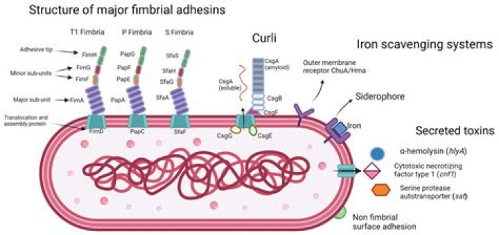 Is E. coli in urine serious?