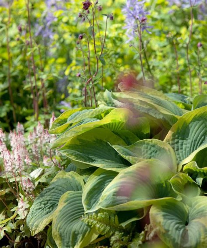 Is Epsom salts good for hostas?