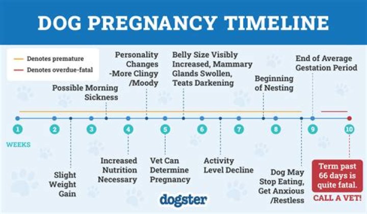 Is it normal for dogs to hate the vet?