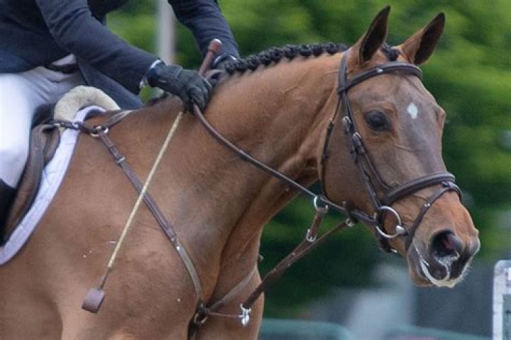 Is it OK to hit your horse?