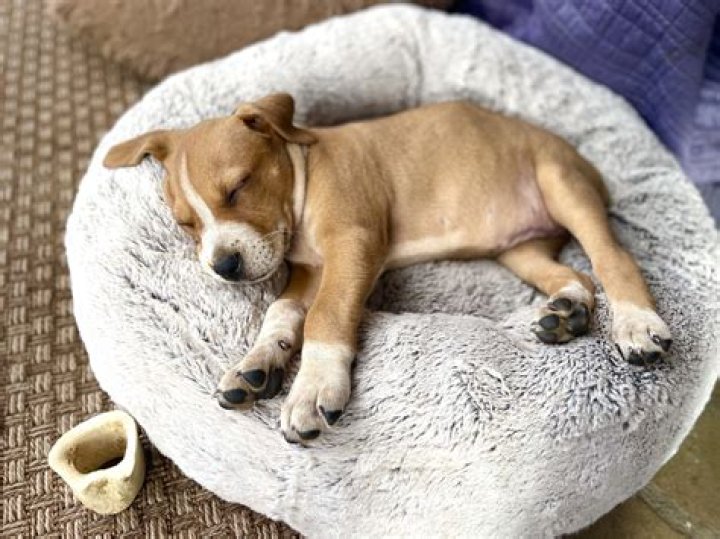 Is it OK to pet a sleeping dog?