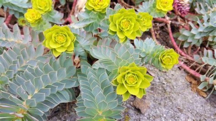 Is Myrtle plant invasive?