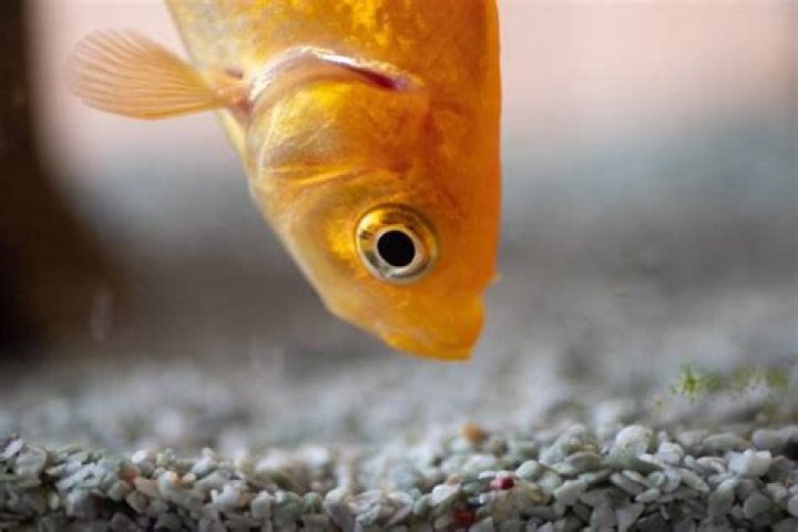 Is sand better for goldfish?