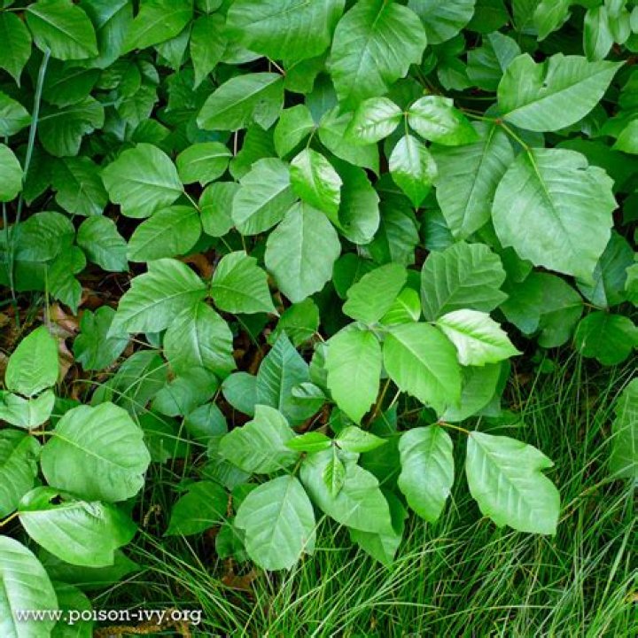 Is there poison ivy in Hawaii?