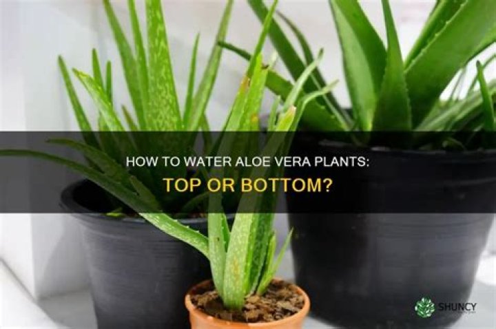 Should aloe vera be water from the top or bottom?