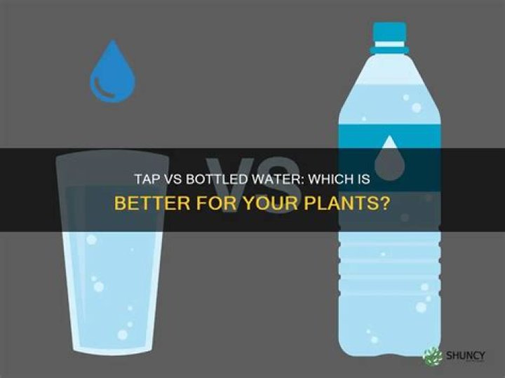 Should I use tap water for plants?