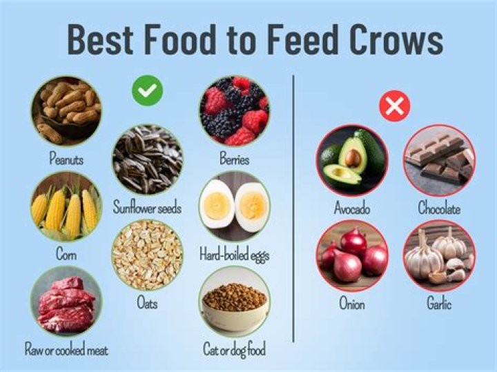 What's a crows favorite food?