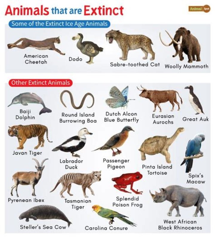 What animal is Gucci made of?