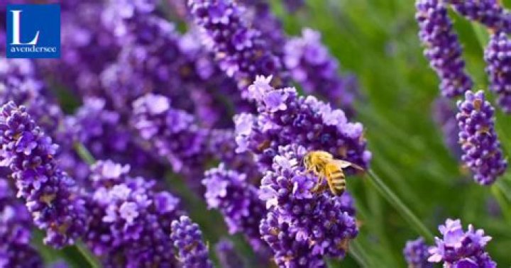 What animals does lavender attract?