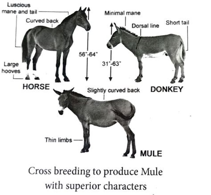 What are signs of inbreeding?