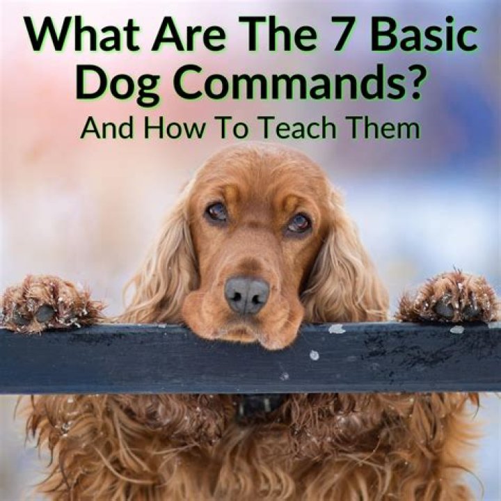 What are the 7 dog commands?