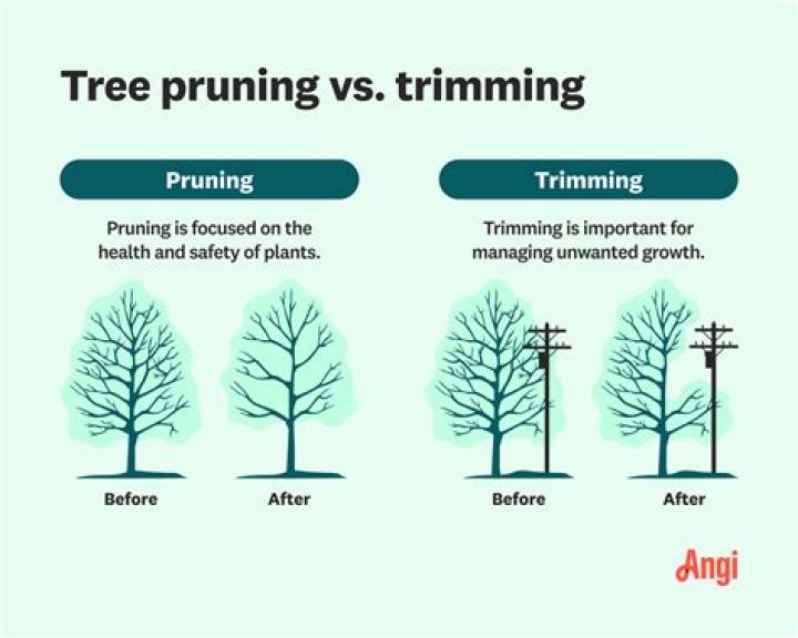What are the four types of pruning?