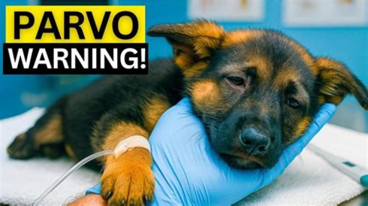 What are the signs of parvo in raccoons?