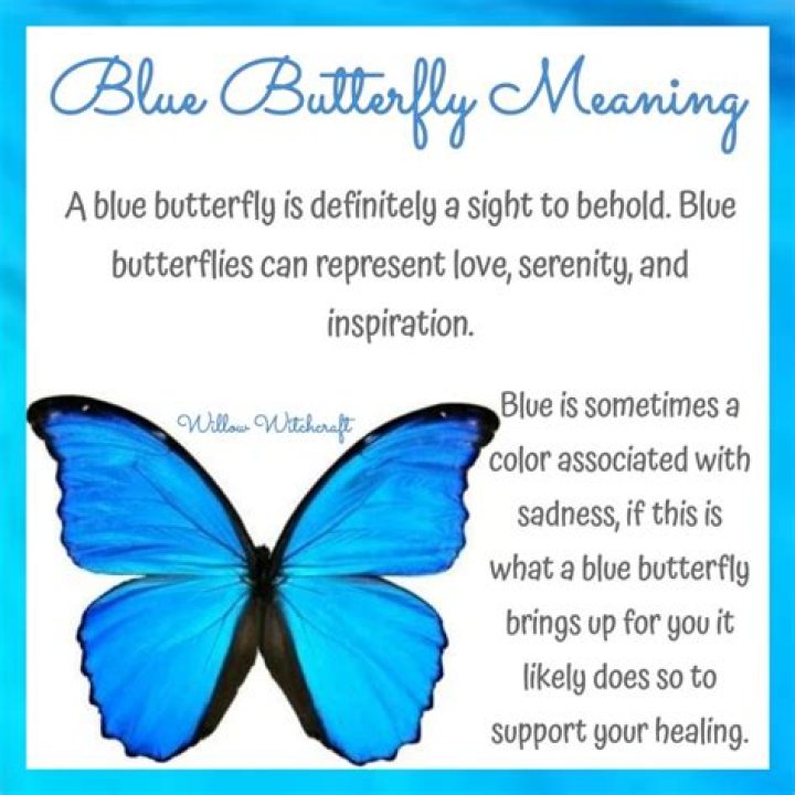 What butterfly means love?