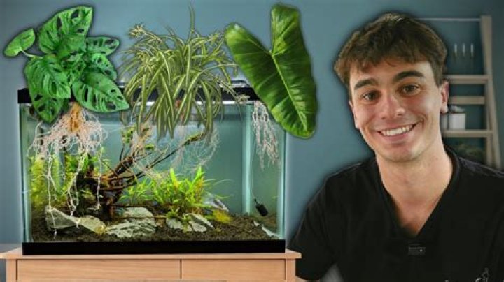 What can I put in my fish tank for decoration?