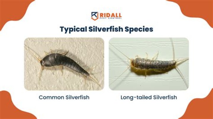 What diseases do silverfish carry?