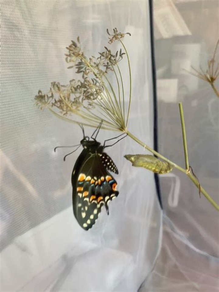 What do you need to raise butterflies?